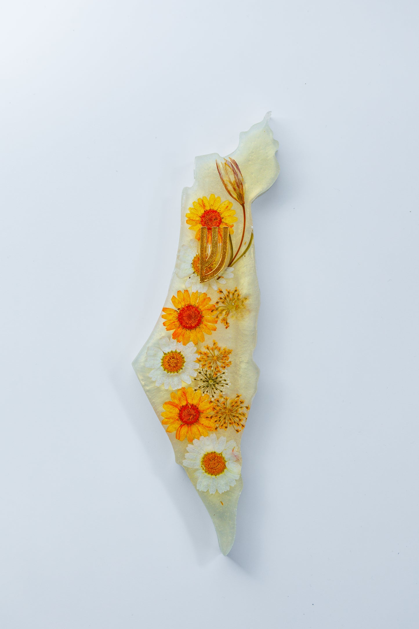 Sunflower bloom