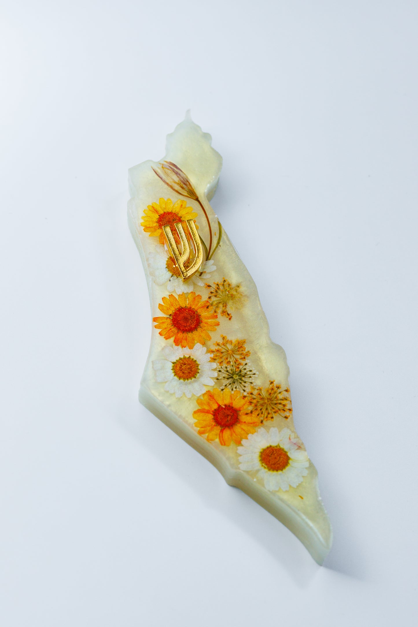 Sunflower bloom