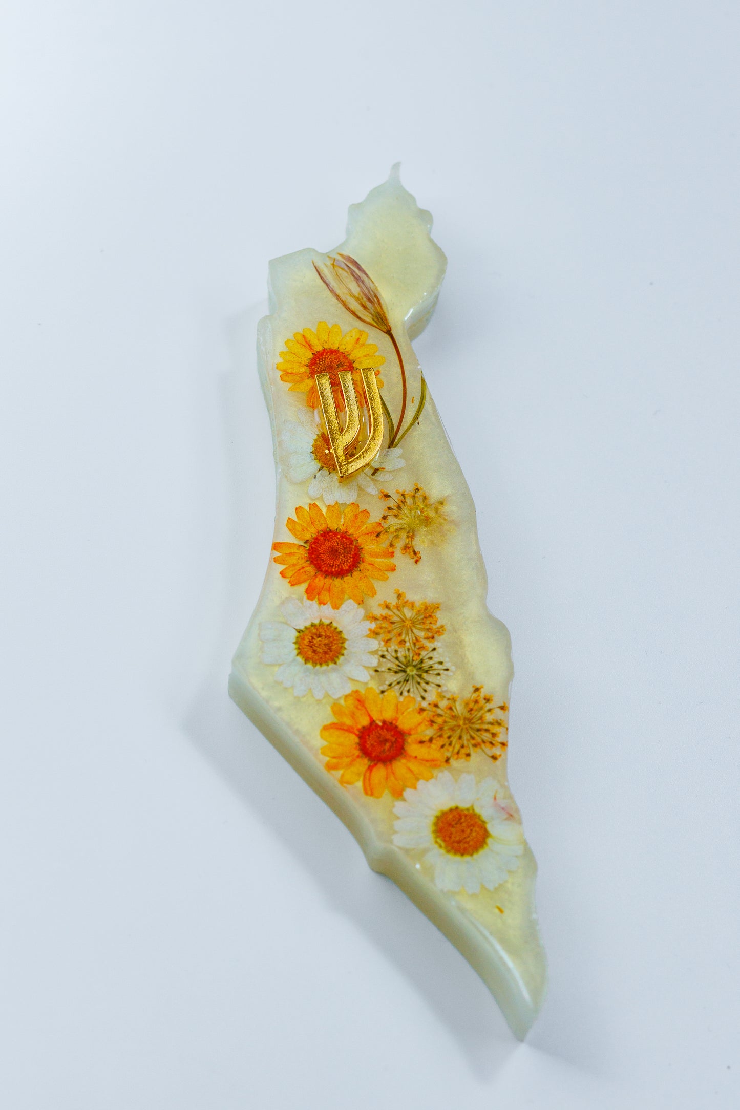 Sunflower bloom